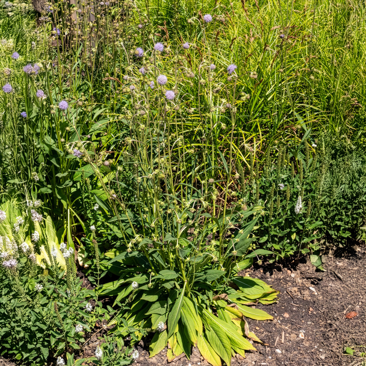Succisa pratensis - Blauwe knoop - Wilde tuinplanten