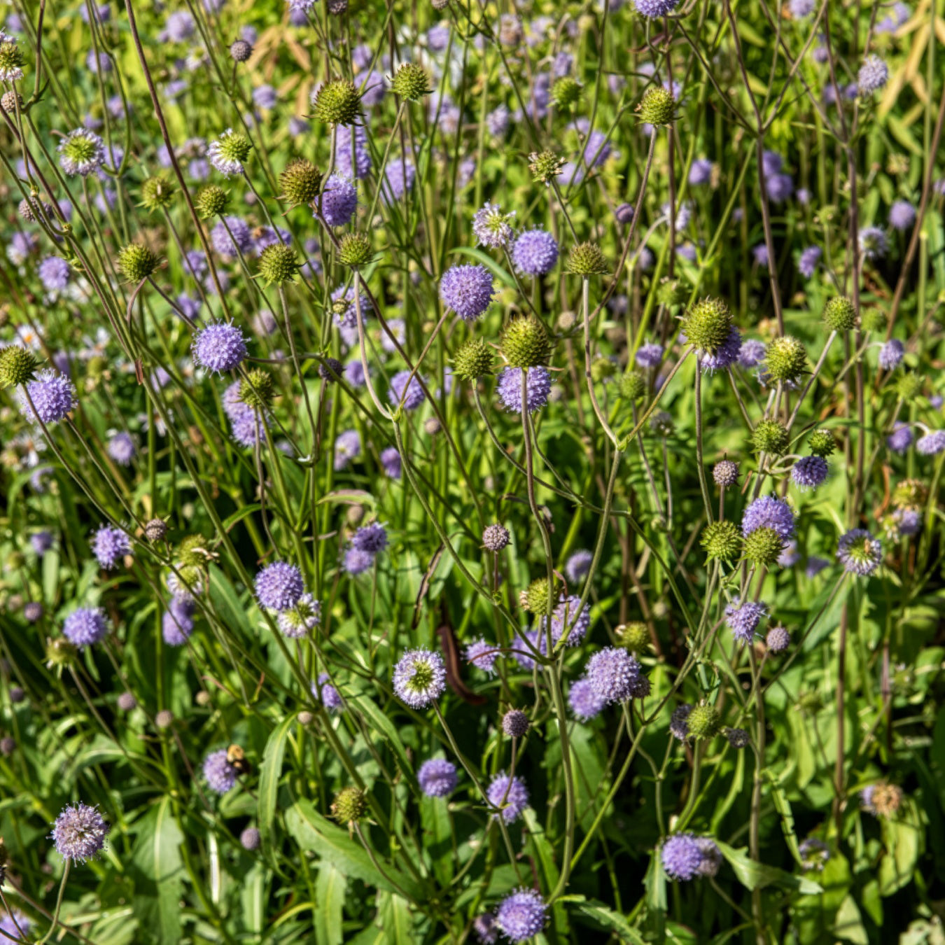Blauwe knoop (x3) - Succisa pratensis - Bakker