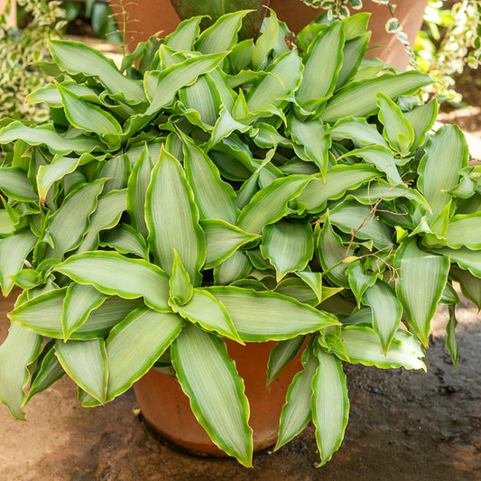 Pekinggras 'Bright Star' - Bakker