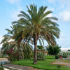 Dadelpalm - Bakker
