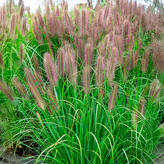 Lampenpoetsersgras 'Red Head' - Bakker