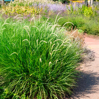 Lampenpoetsersgras 'Fairy Tails' - Pennisetum orientale Fairy Tails - Bakker