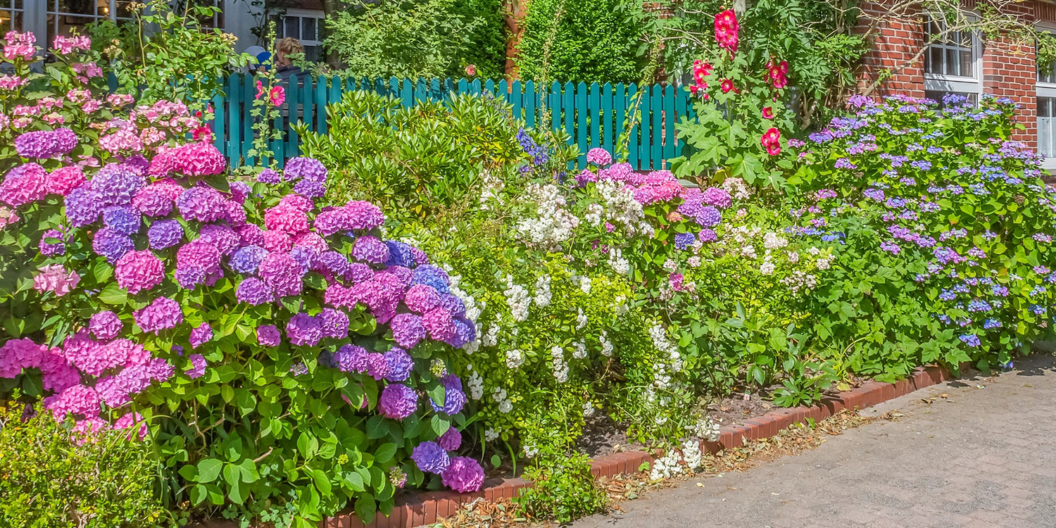Een kleurrijke zomer: -30% korting op de 2ᵉ plant