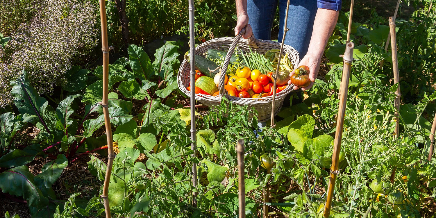 -10% korting op groente- en kruidenplanten