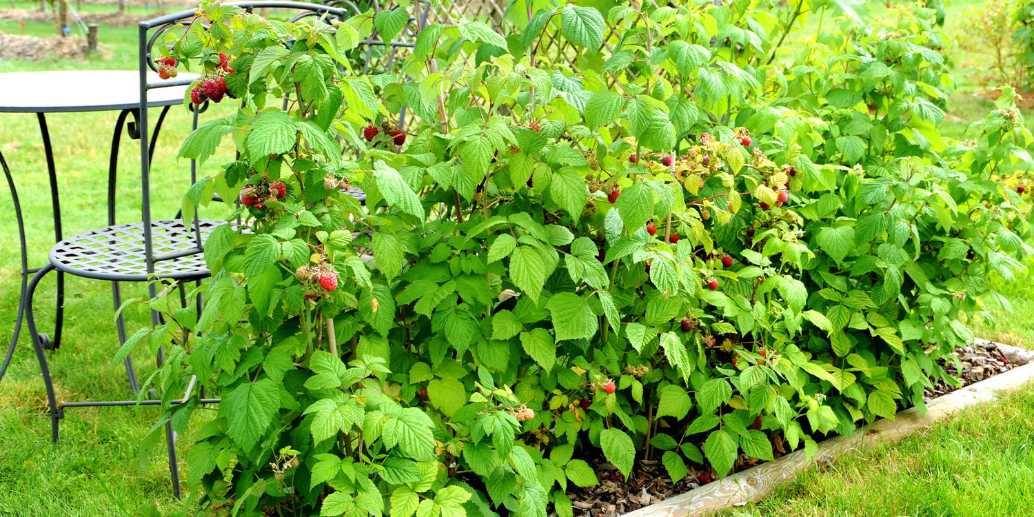 Tot 30% op fruitplanten!