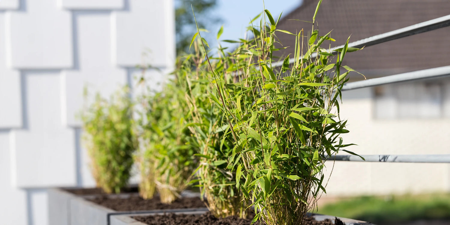 Bamboes: Biodiversiteit en duurzaamheid