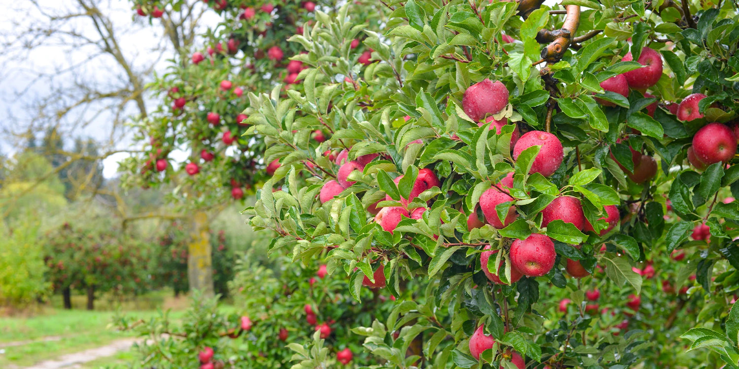 Focus appelbomen