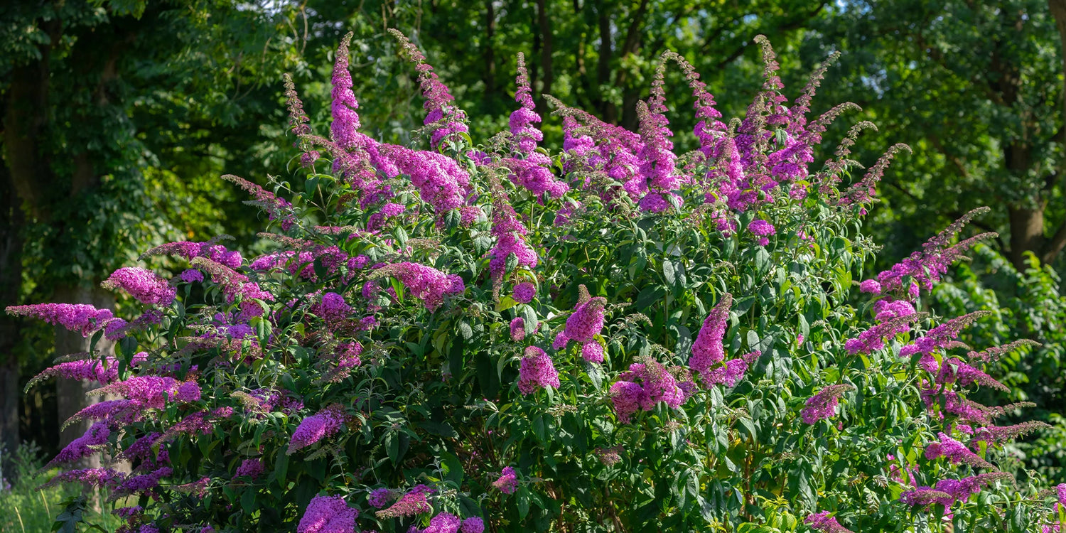 De vlinderboom: Kleurrijk en aantrekkelijk