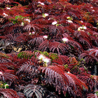 Verkoop Perzische slaapboom 'Summer Chocolate®' - Albizia julibrissin Summer Chocolate®