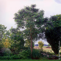 Verkoop Melia azedarach / Kralenboom - Bloeiende bomen