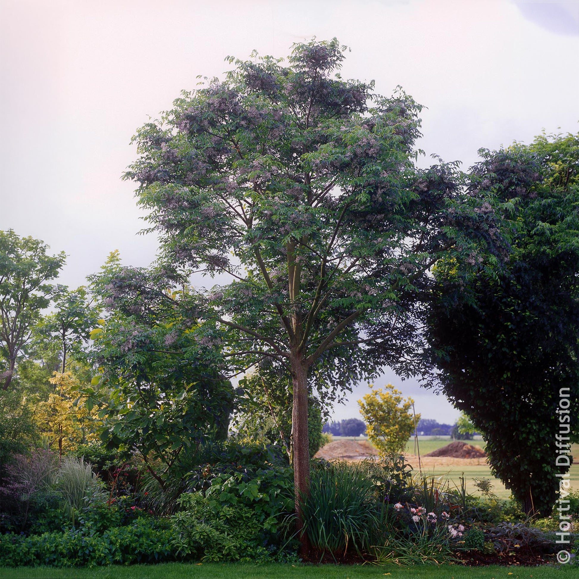 Verkoop Melia azedarach / Kralenboom - Bloeiende bomen