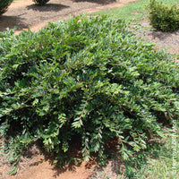 Distylium Vintage Jade