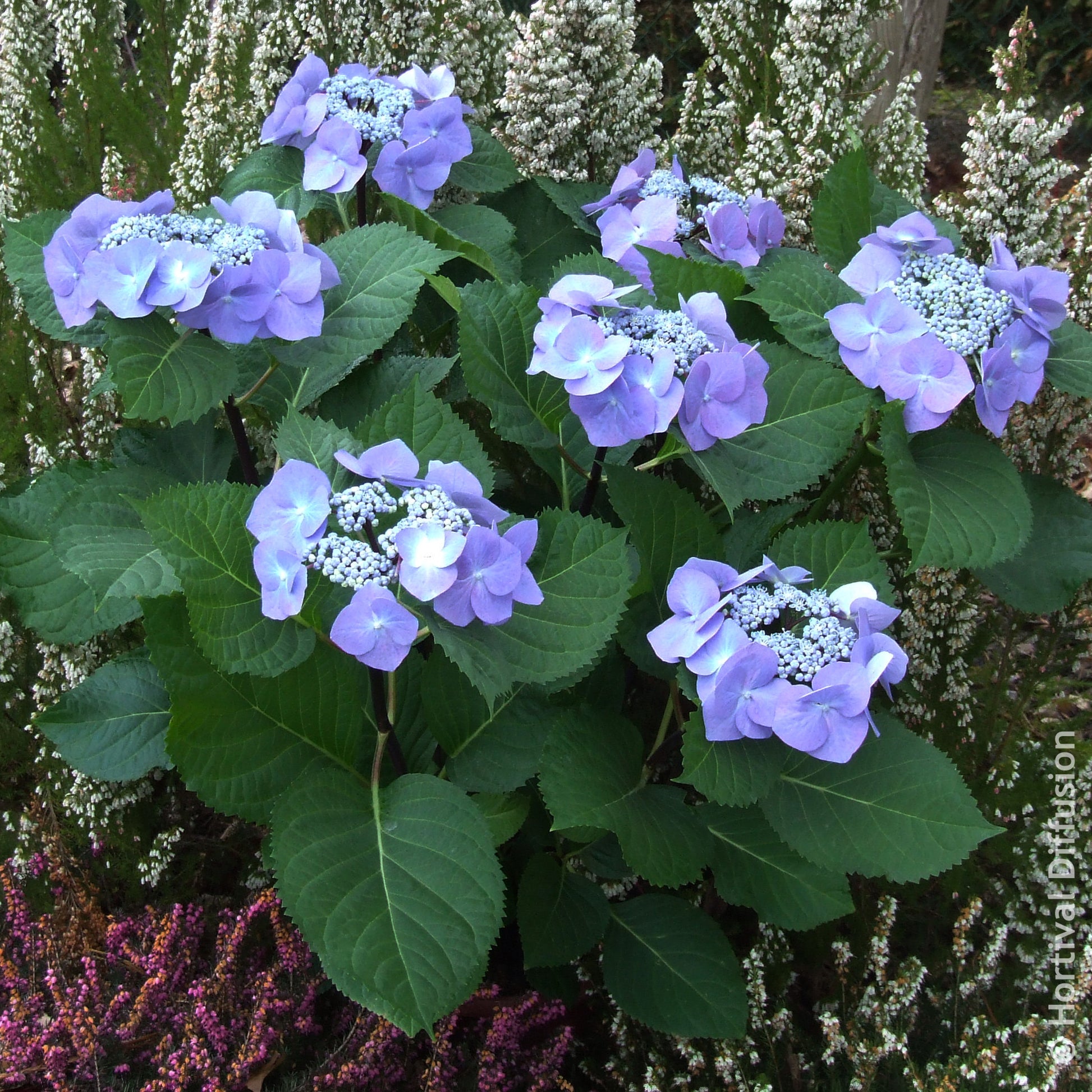 Hortensia - Hortensia Zorro Blue - Hydrangea Zorro