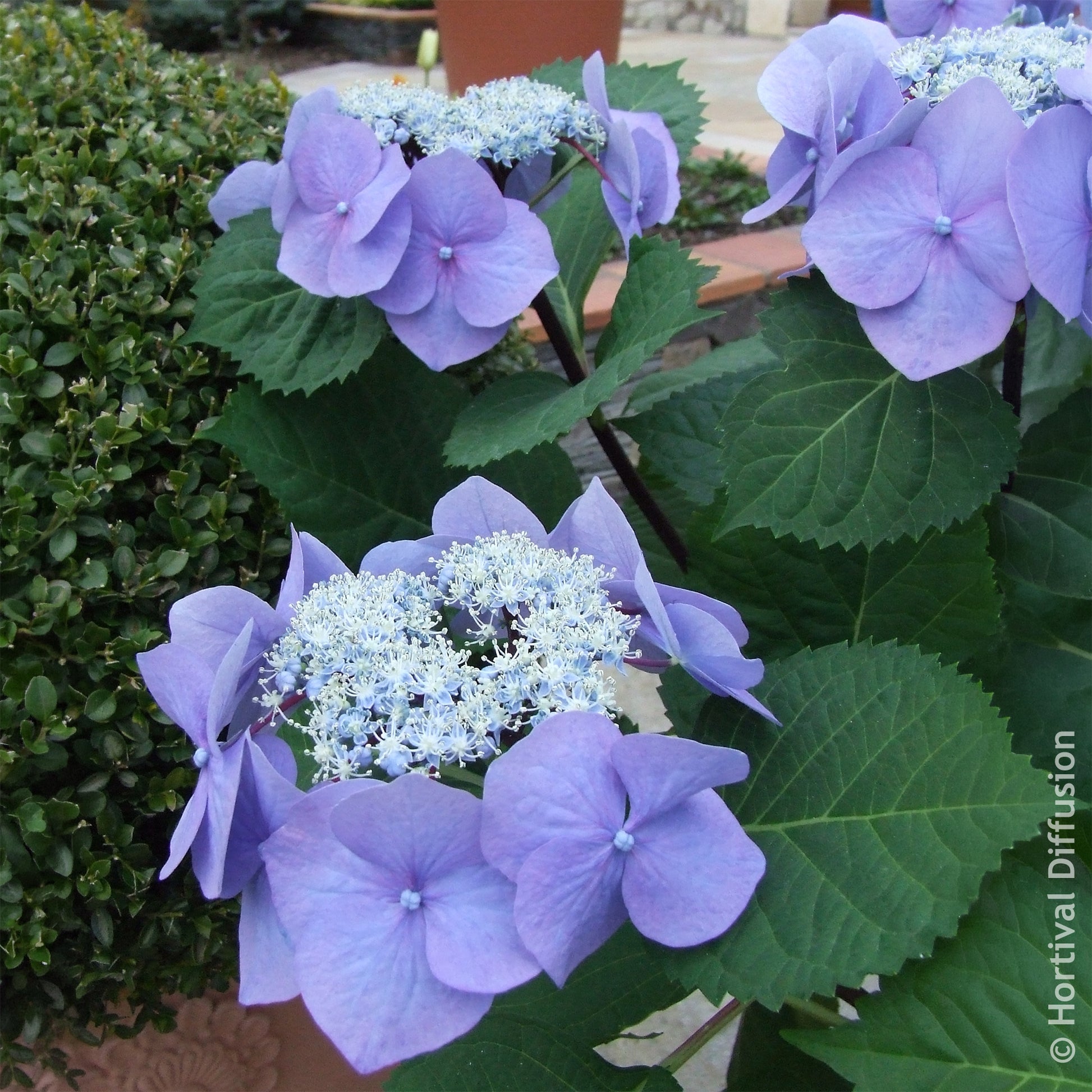 Verkoop Hortensia Zorro Blue - Hydrangea Zorro
