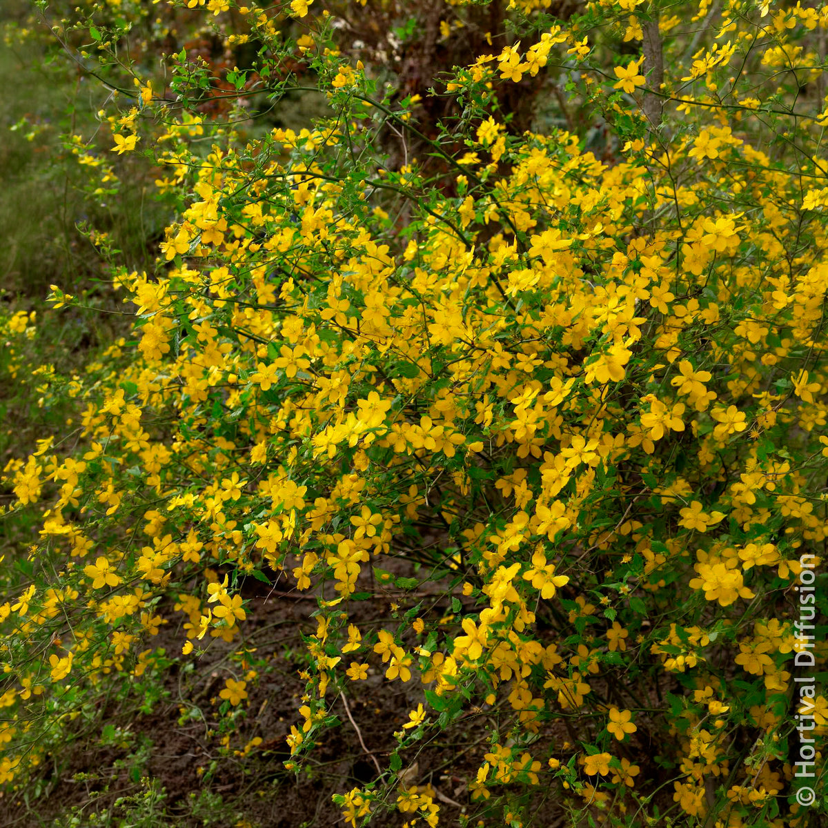 Ranonkelstruik Golden Guinea - Bloeiende heesters - Bakker