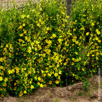 Verkoop Ranonkelstruik Golden Guinea