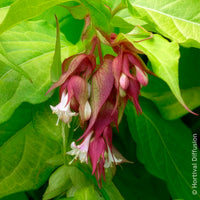 Fazantenbes Golden Lanterns - Bloeiende heesters - Bakker