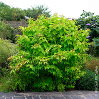 Verkoop Fazantenbes Golden Lanterns
