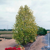 Bloeiende bomen - Bonte tulpenboom - Liriodendron tulipifera Aureomarginata