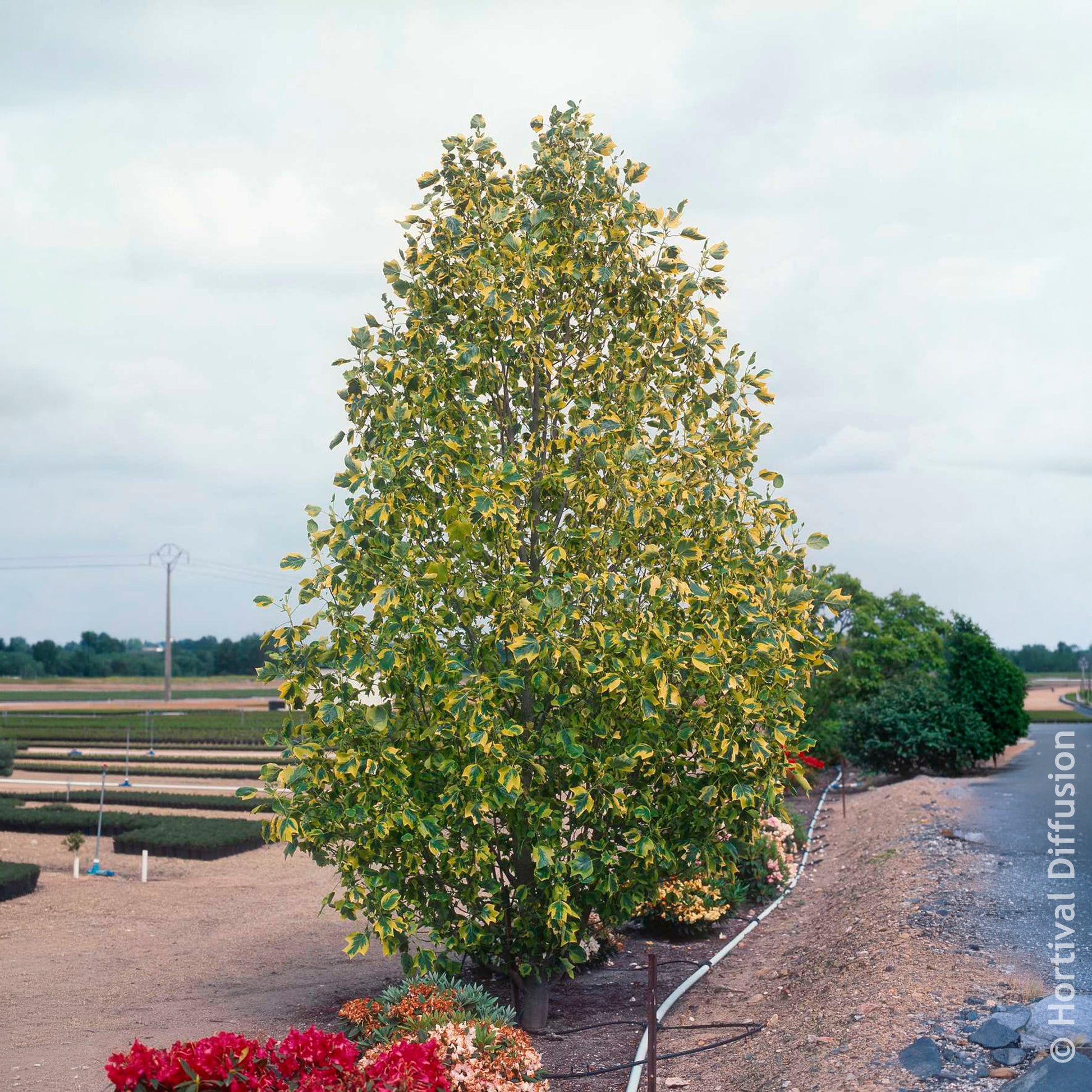 Bloeiende bomen - Bonte tulpenboom - Liriodendron tulipifera Aureomarginata