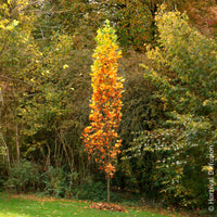 Liriodendron tulipifera Fastigiatum - Zuilvormige tulpenboom Fastigiatum - Bloeiende bomen