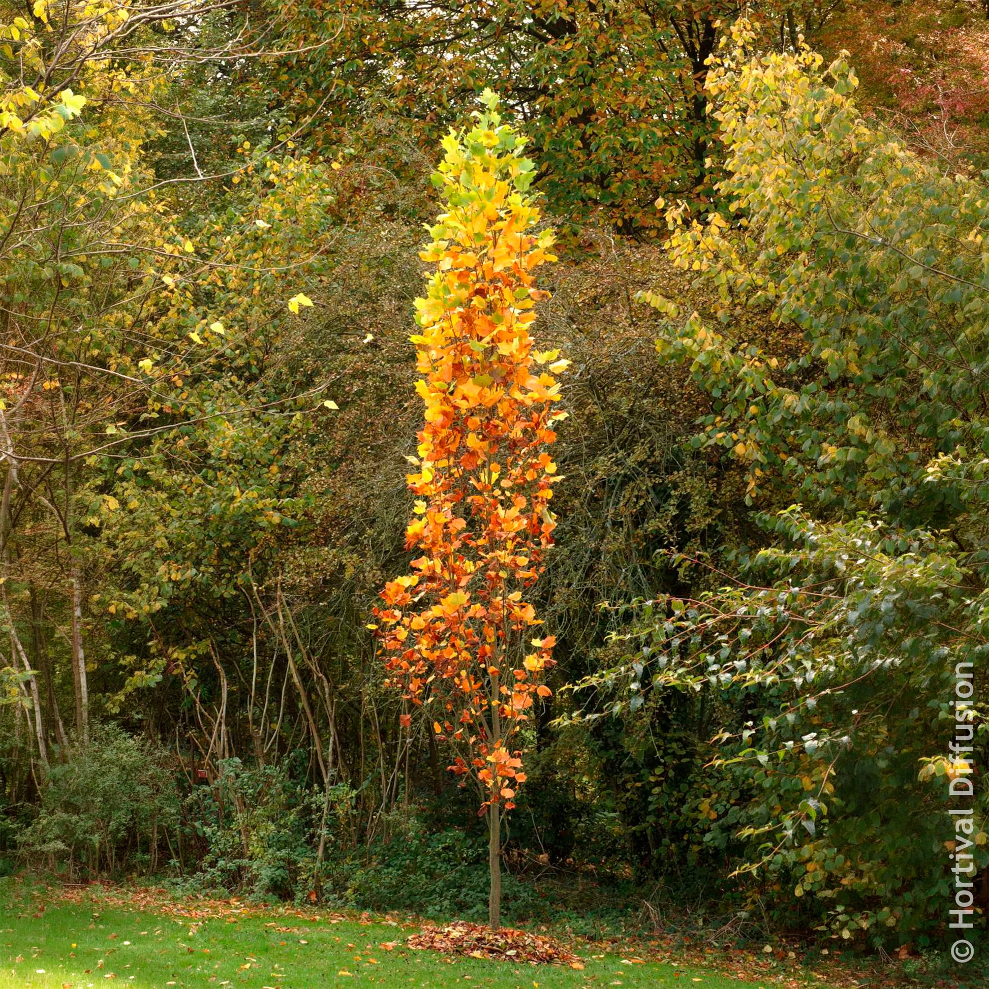 Liriodendron tulipifera Fastigiatum - Zuilvormige tulpenboom Fastigiatum - Bloeiende bomen