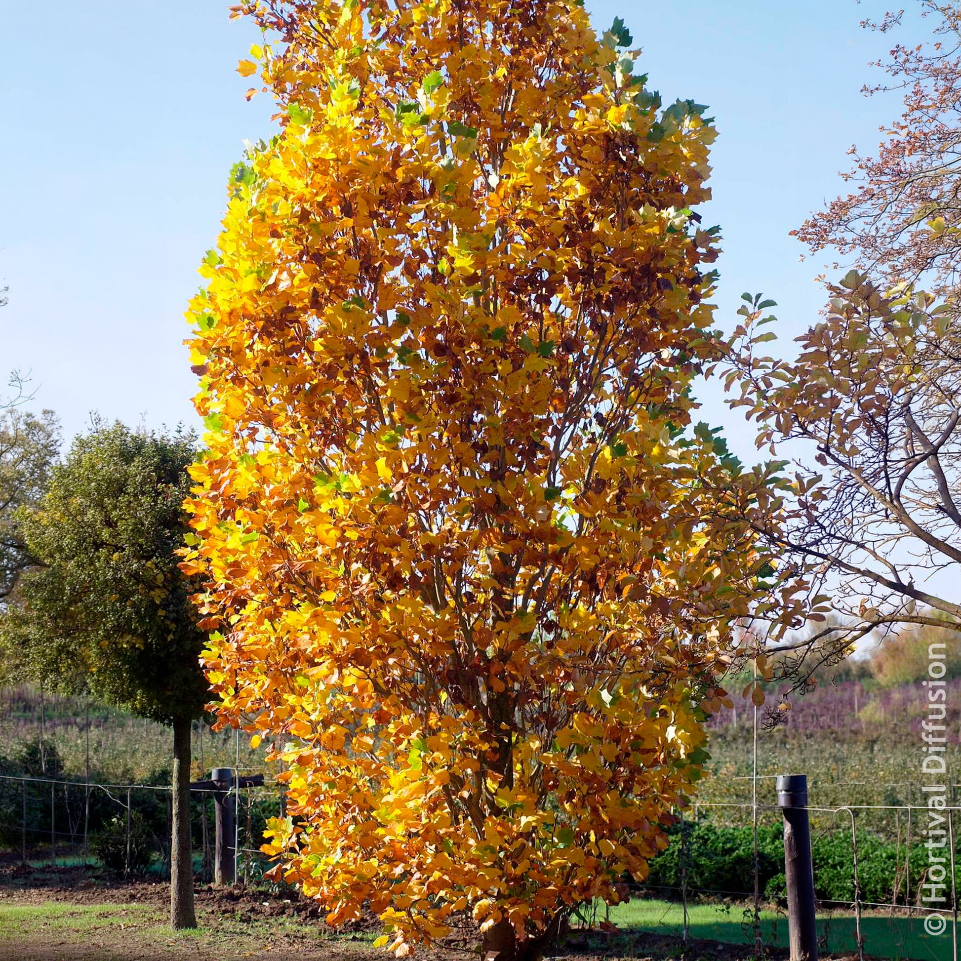 Bloeiende bomen - Zuilvormige tulpenboom Fastigiatum - Liriodendron tulipifera Fastigiatum