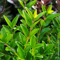 Lonicera nitida Garden Clouds Green Breeze - Struikkamperfoelie Green Breeze - Kamperfoelie