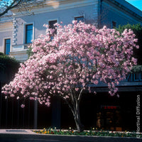 Verkoop Magnolia - Magnolia Leonard Messel