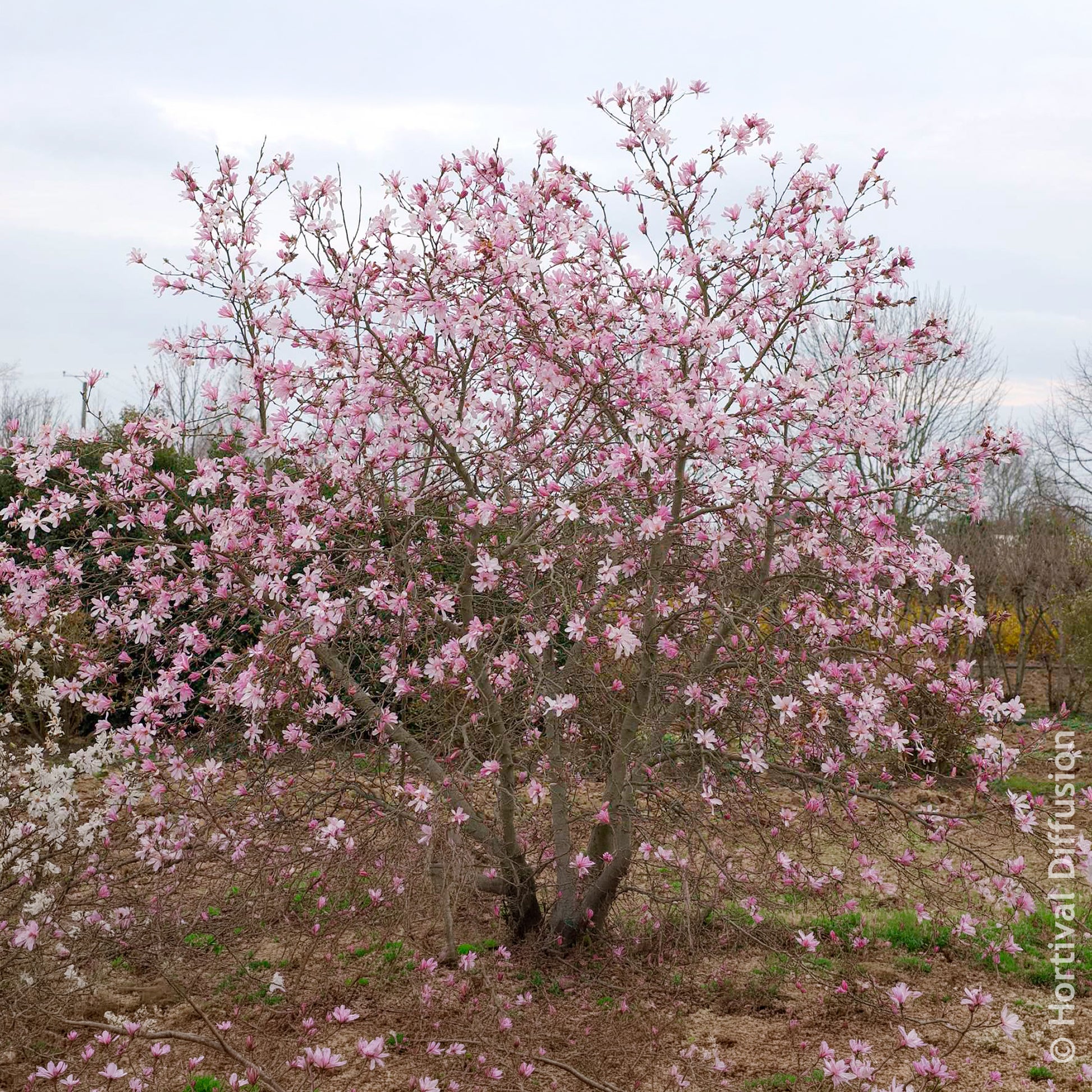 Verkoop Magnolia loebneri Leonard Messel - Magnolia Leonard Messel