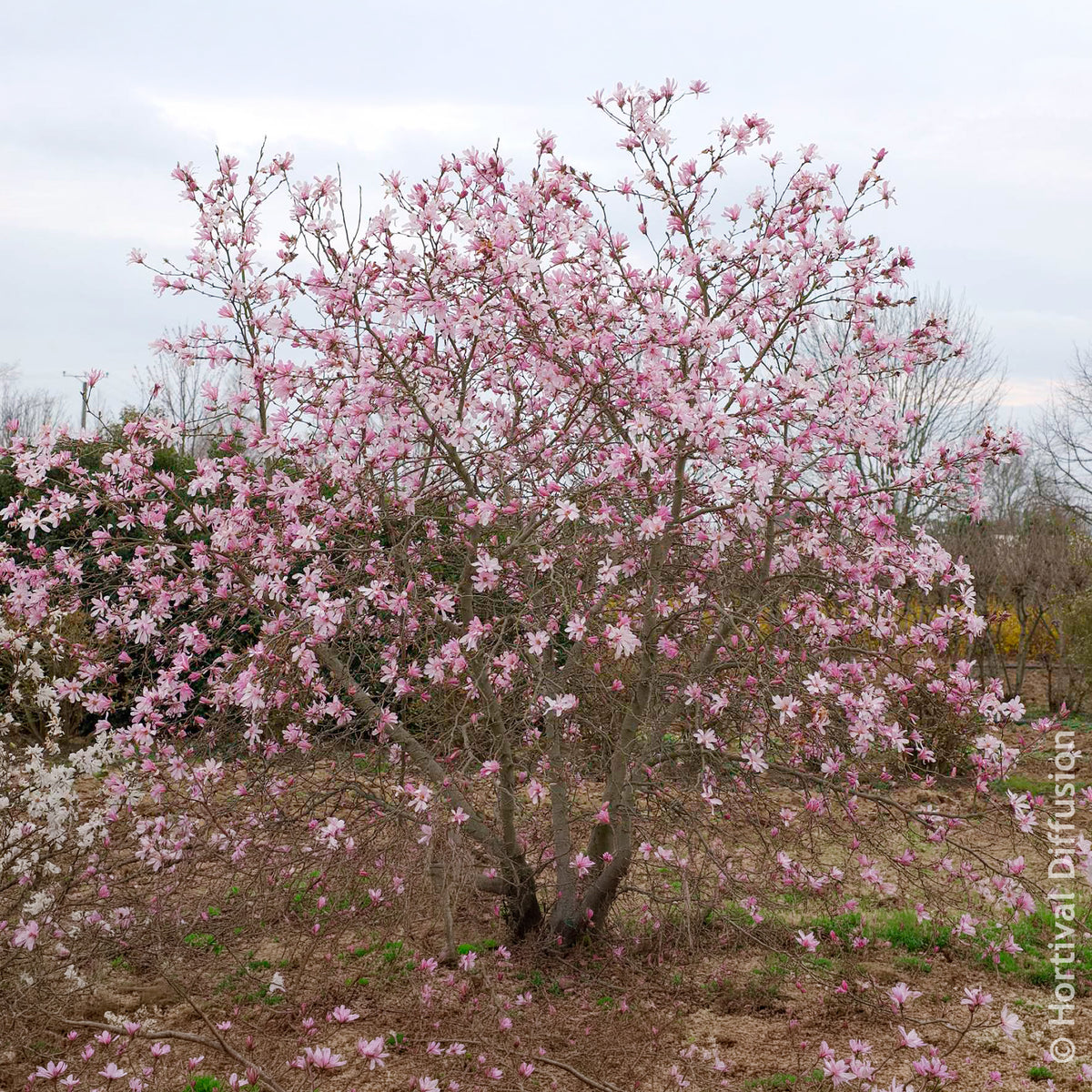 Verkoop Magnolia loebneri Leonard Messel - Magnolia Leonard Messel