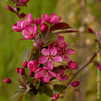 Verkoop Sierappel Coccinella