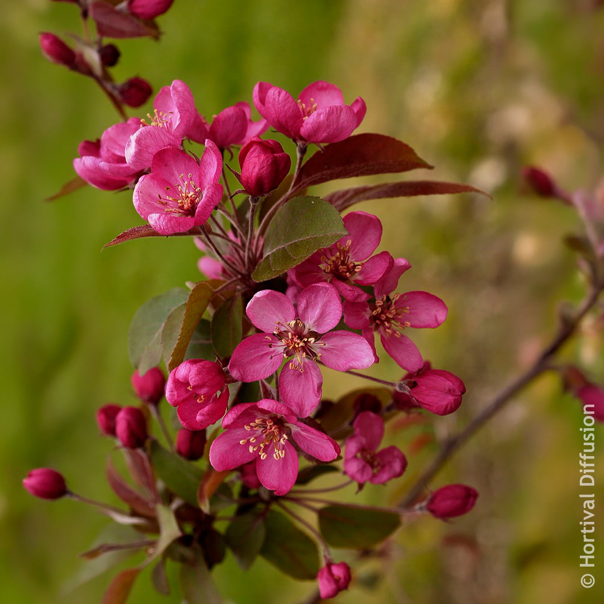Verkoop Sierappel Coccinella