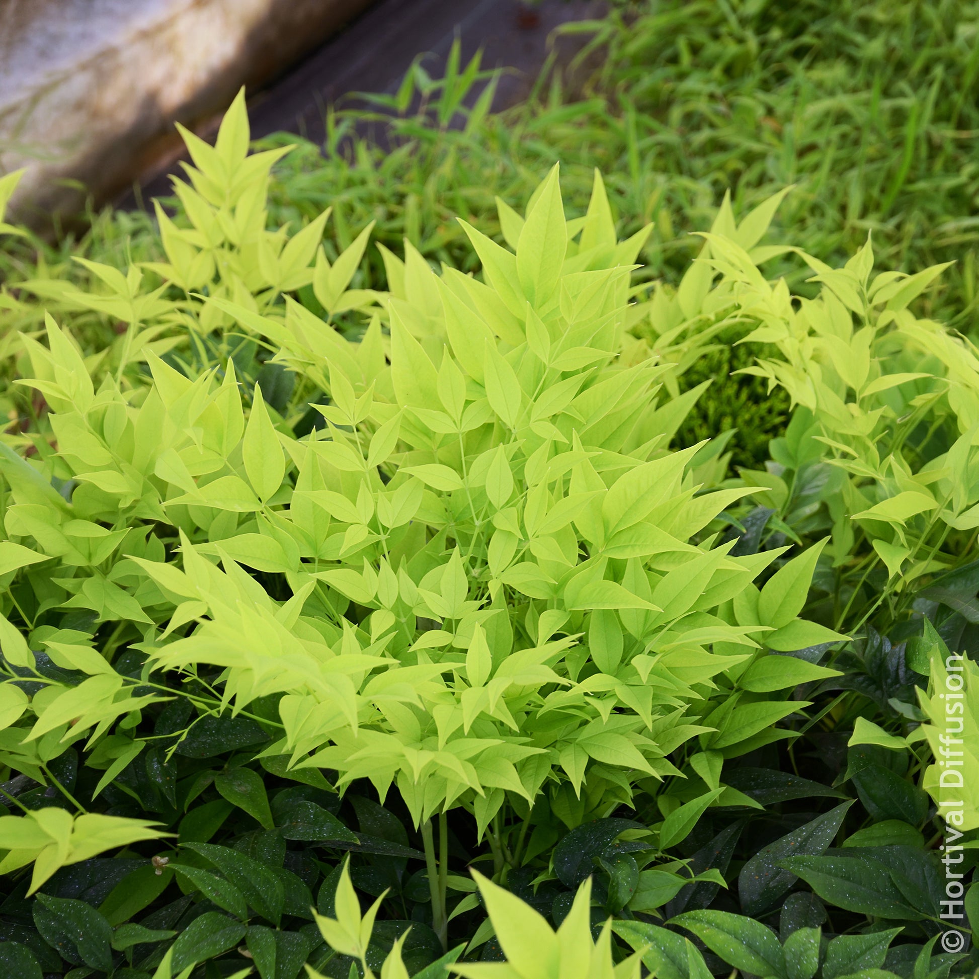 Verkoop Hemelse bamboe Magical Lemon Lime - Nandina domestica Magical Lemon Lime Tc