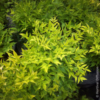 Verkoop Hemelse bamboe Magical Lemon Lime