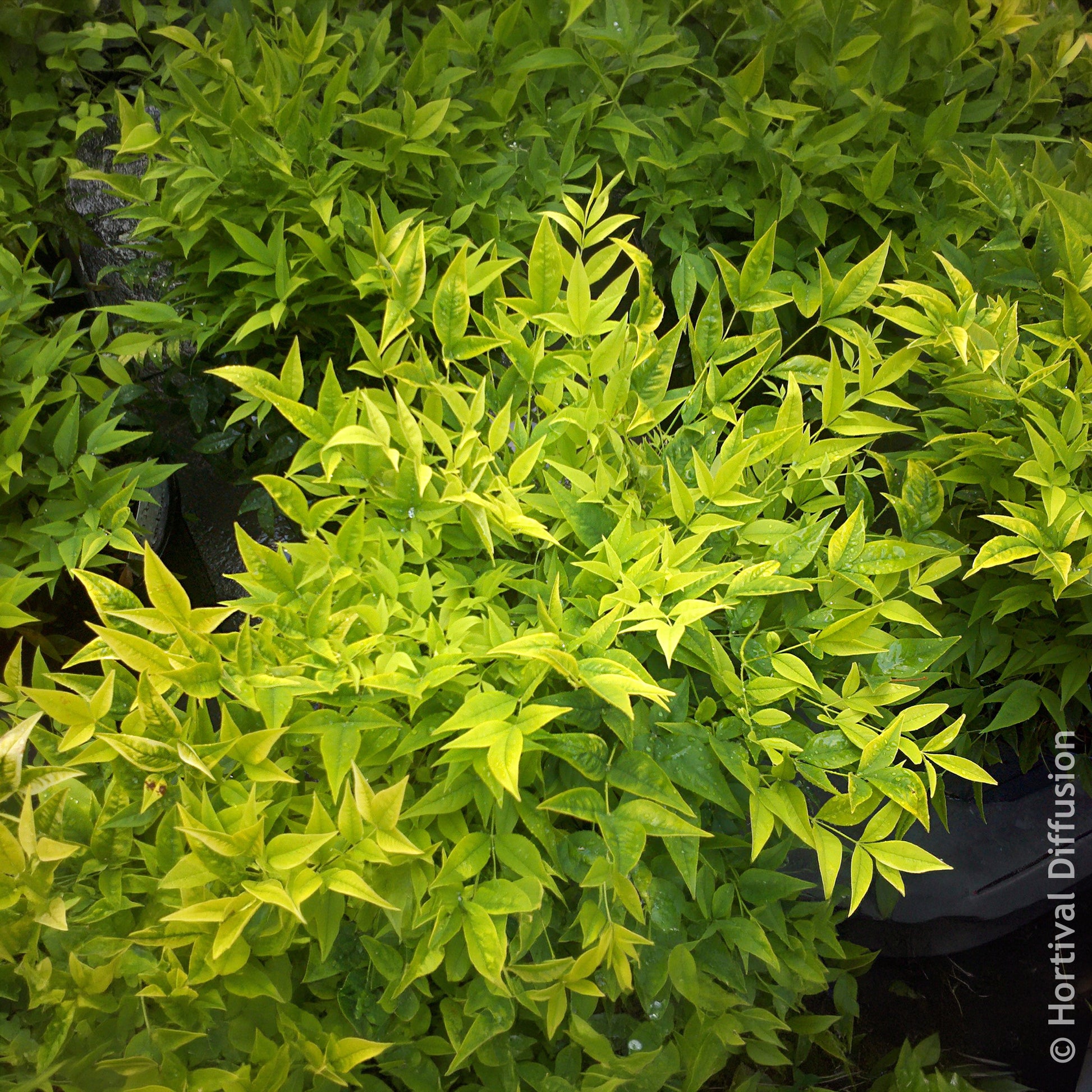 Verkoop Hemelse bamboe Magical Lemon Lime