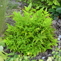 Hemelse bamboe Magical Lemon Lime - Wintergroene planten - Bakker