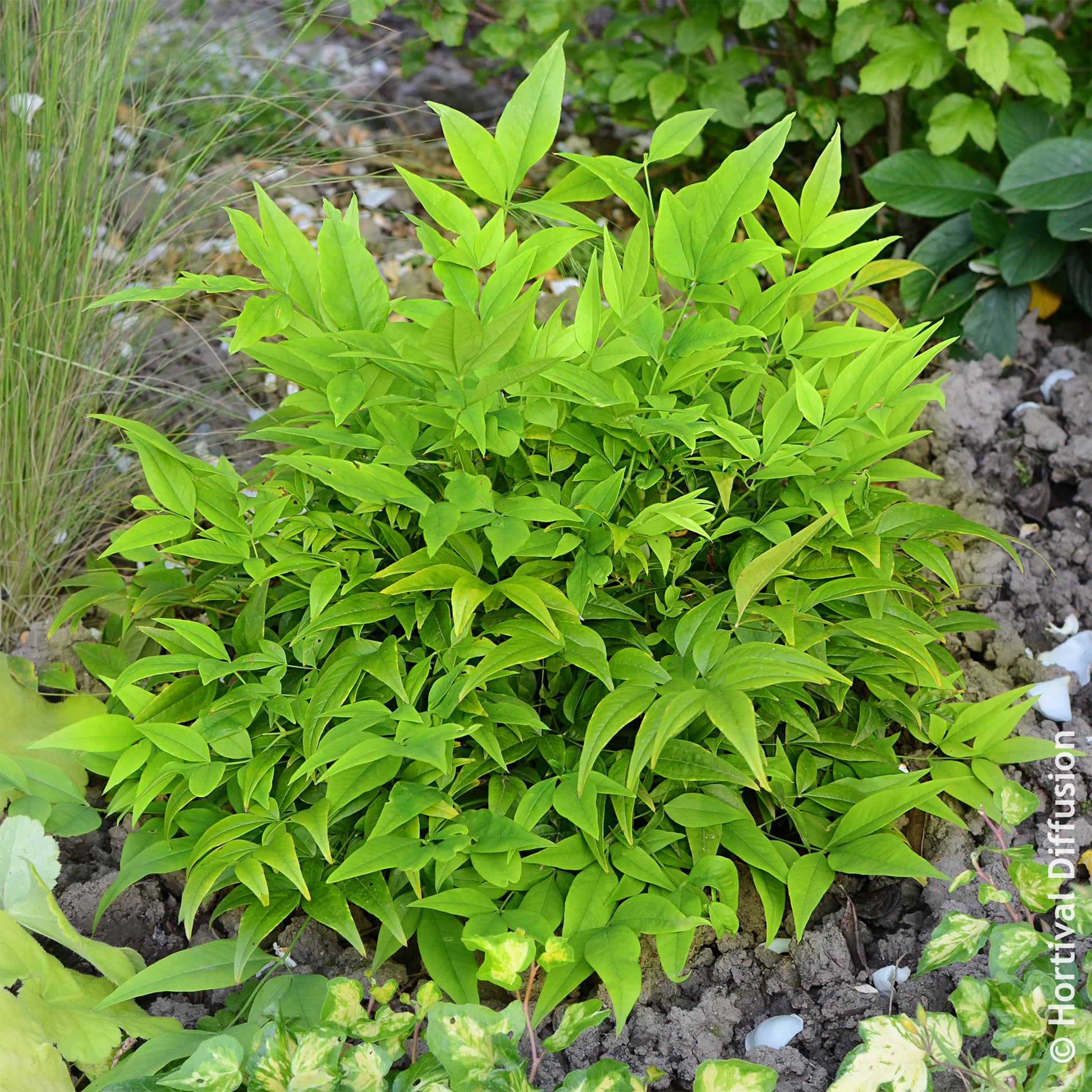 Hemelse bamboe Magical Lemon Lime - Wintergroene planten - Bakker
