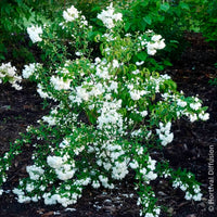 Bloeiende heesters - Boerenjasmijn Snowbelle - Philadelphus Snowbelle