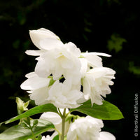 Verkoop Boerenjasmijn Snowbelle - Philadelphus Snowbelle