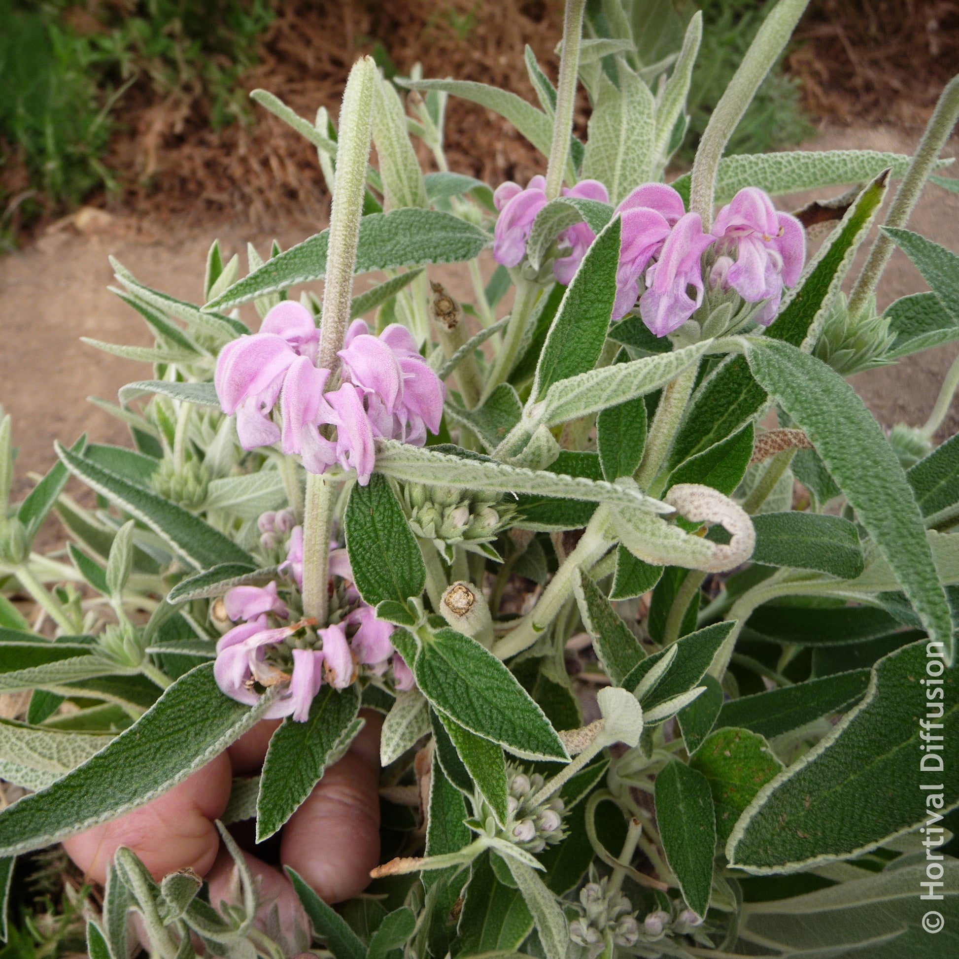 Verkoop Paarse brandkruid - Phlomis purpurea
