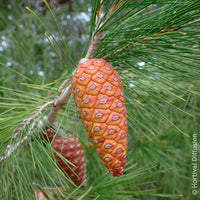Den - Aleppoden - Pinus halepensis