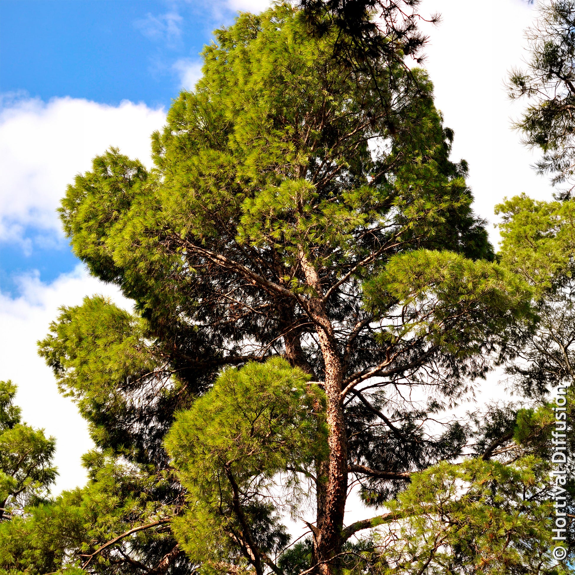 Verkoop Aleppoden - Pinus halepensis