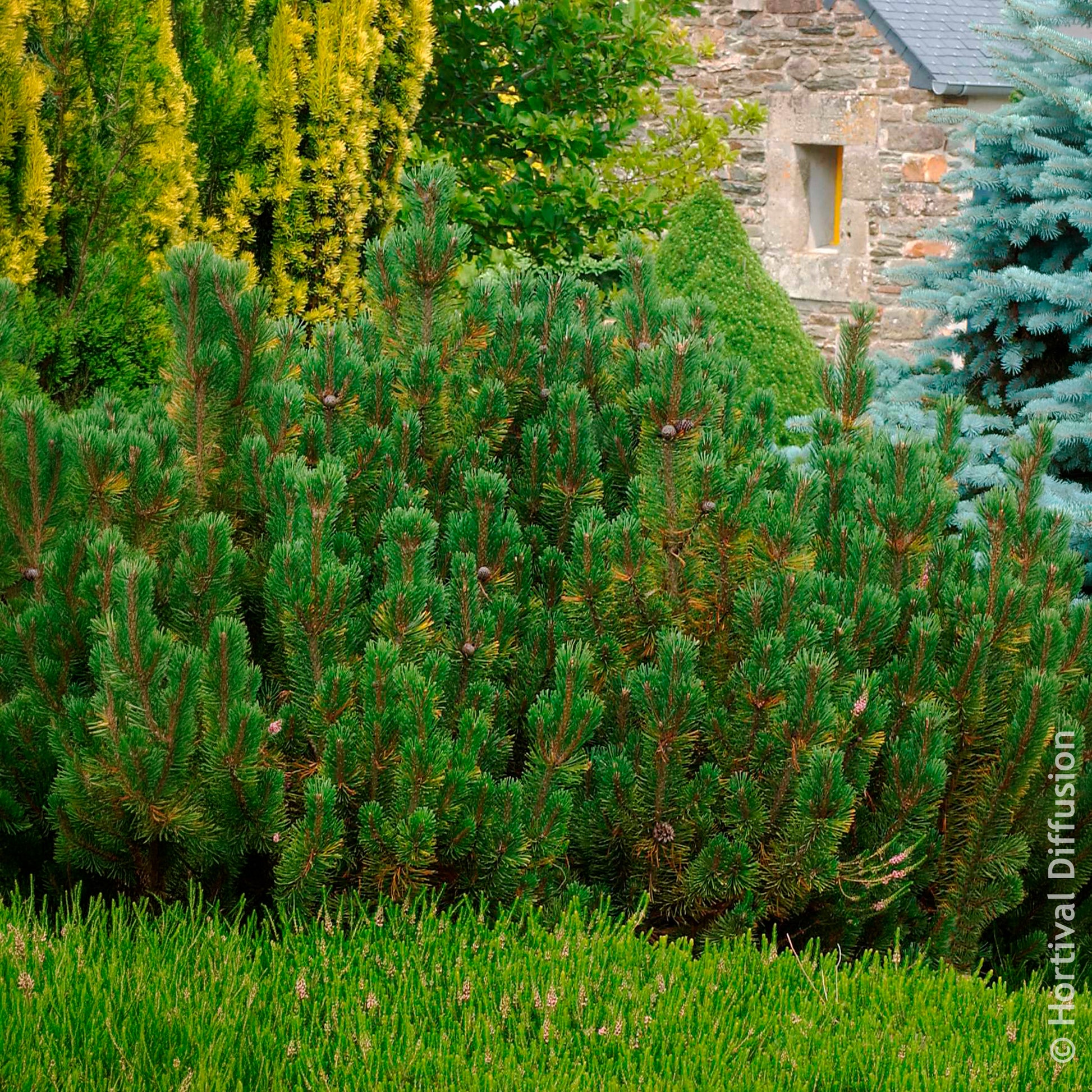 Den - Bergden Pumilio - Pinus mugo Pumilio
