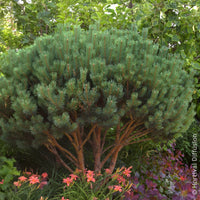 Den - Grove den Watereri - Pinus sylvestris Watereri