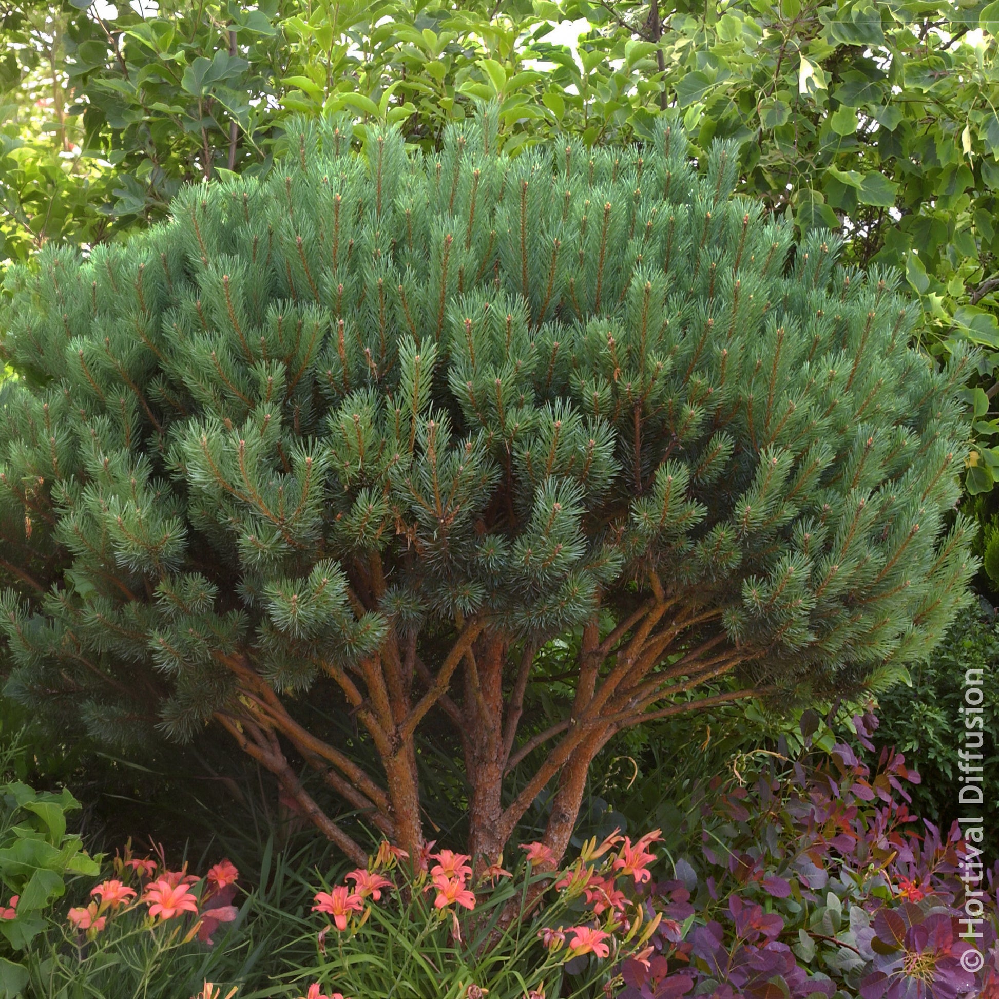 Den - Grove den Watereri - Pinus sylvestris Watereri