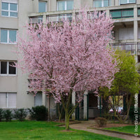 Prunus cerasifera Atropurpurea - Sierpruim - Bloeiende bomen