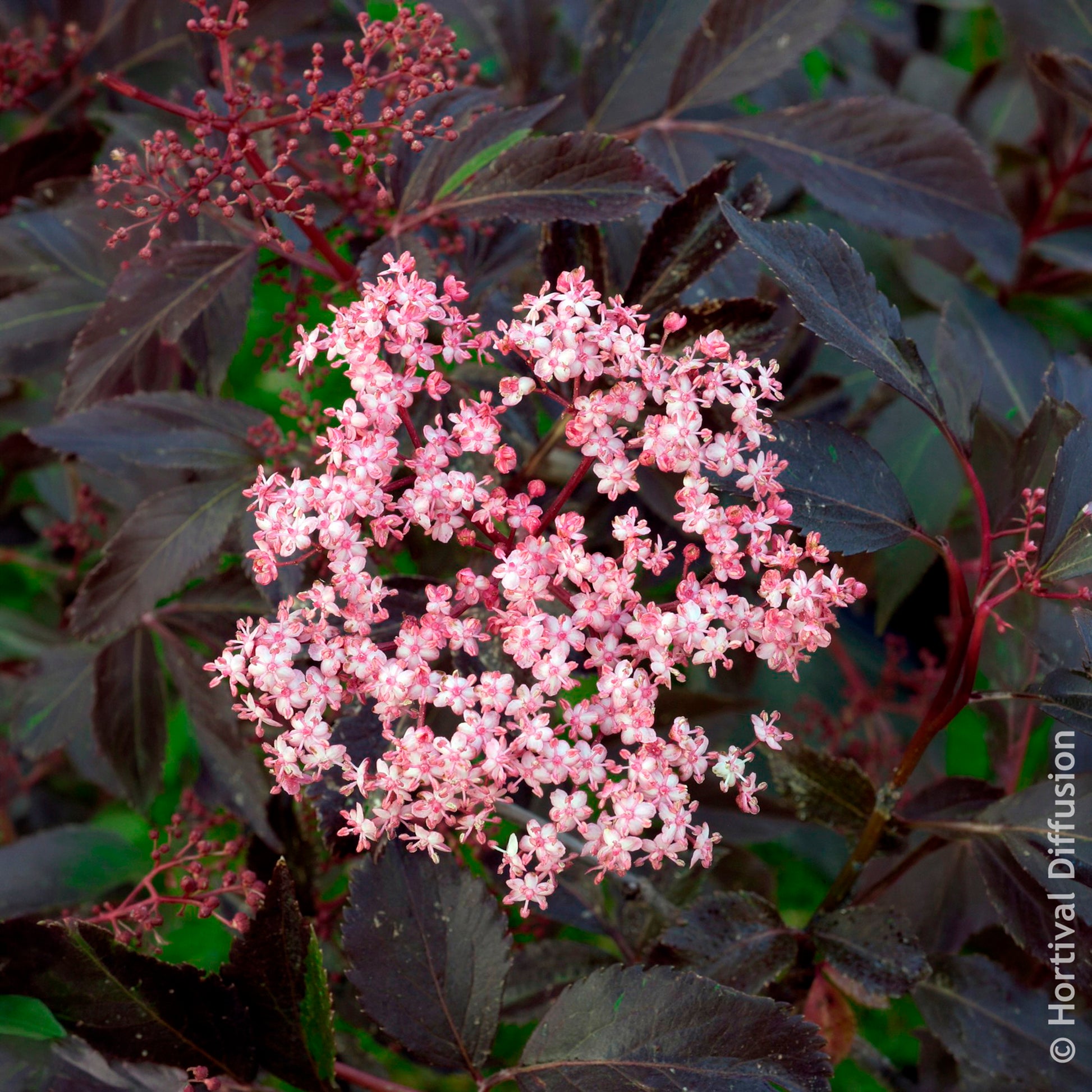 Verkoop Zwarte vlier Black Beauty - Sambucus nigra Black Beauty