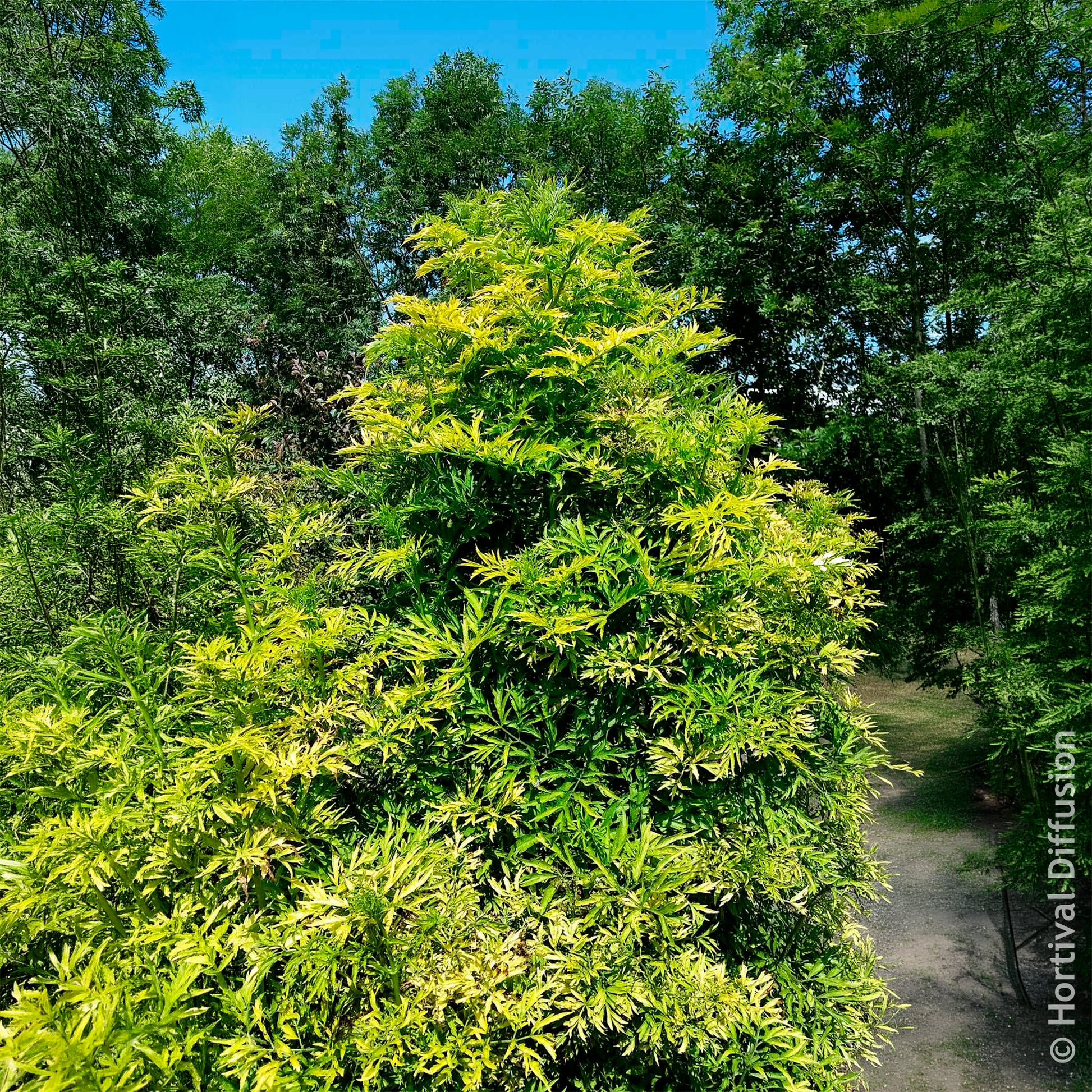Heesters - Zwarte vlier Golden Tower - Sambucus nigra Golden Tower
