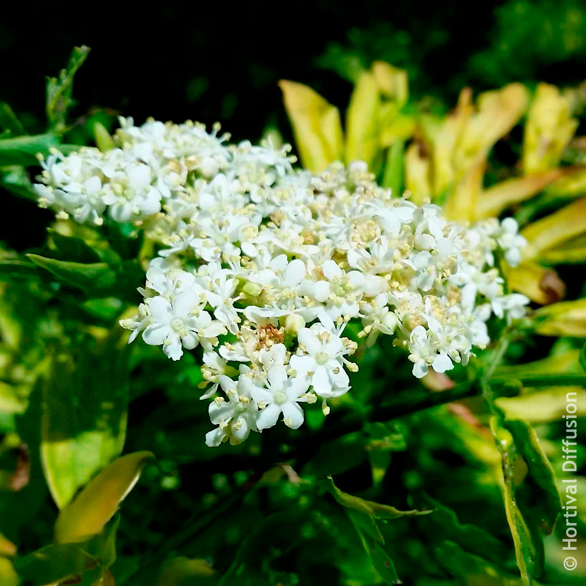 Verkoop Zwarte vlier Golden Tower - Sambucus nigra Golden Tower